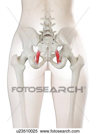 Sacrotuberous ligament, illustration View Large Photo Image Stock Photography - Sacrotuberous ligament, illustration. Fotosearch