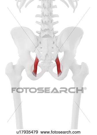 Sacrotuberous ligament muscle, computer illustration. View Large Photo Image Stock Photo - Sacrotuberous ligament muscle, computer illustration.. Fotosearch