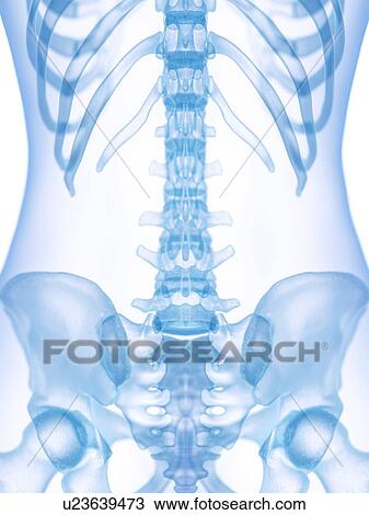 Stock Image - Sacrum, illustration. Fotosearch