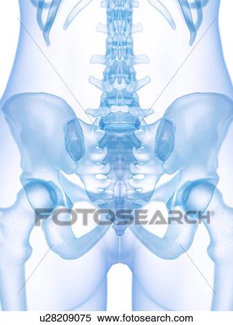 Sacrum, illustration View Large Photo Image Stock Photography - Sacrum, illustration. Fotosearch