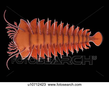 Stock Image - Sanctacaris marine arthropod, computer illustration.. Fotosearch
