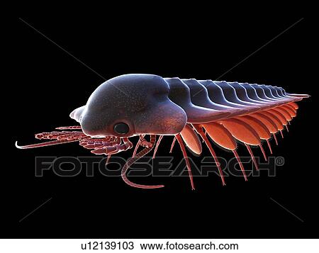 Stock Image - Sanctacaris marine arthropod, computer illustration.. Fotosearch
