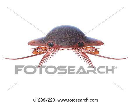Sanctacaris marine arthropod, computer illustration. View Large Photo Image Stock Image - Sanctacaris marine arthropod, computer illustration.. Fotosearch