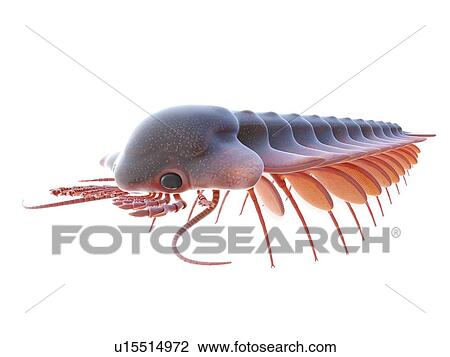 Sanctacaris marine arthropod, computer illustration. View Large Photo Image Stock Image - Sanctacaris marine arthropod, computer illustration.. Fotosearch