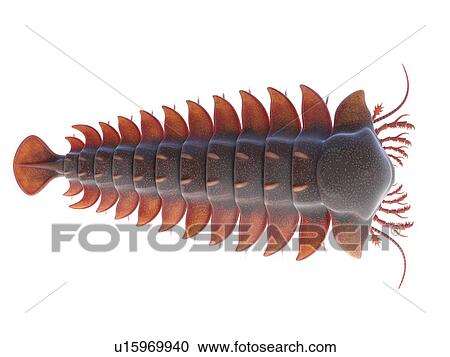 Stock Image - Sanctacaris marine arthropod, computer illustration.. Fotosearch
