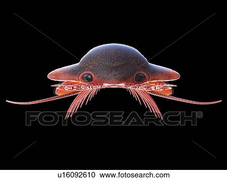 Sanctacaris marine arthropod, computer illustration. View Large Photo Image Stock Image - Sanctacaris marine arthropod, computer illustration.. Fotosearch