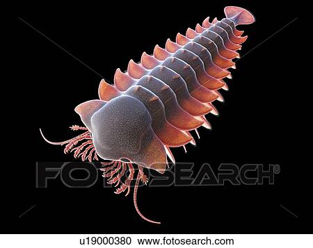 Stock Image - Sanctacaris marine arthropod, computer illustration.. Fotosearch