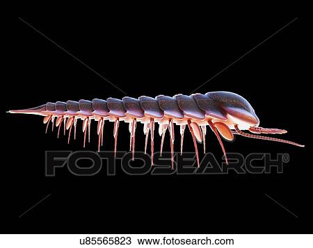 Sanctacaris marine arthropod, computer illustration. View Large Photo Image Stock Image - Sanctacaris marine arthropod, computer illustration.. Fotosearch