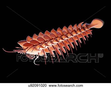 Sanctacaris marine arthropod, computer illustration. View Large Photo Image Stock Image - Sanctacaris marine arthropod, computer illustration.. Fotosearch