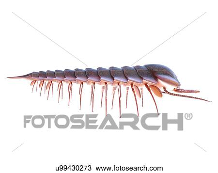 Sanctacaris marine arthropod, computer illustration. View Large Photo Image Stock Image - Sanctacaris marine arthropod, computer illustration.. Fotosearch