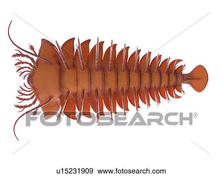Stock Photo - Sanctacaris marine arthropod, computer illustration.. Fotosearch