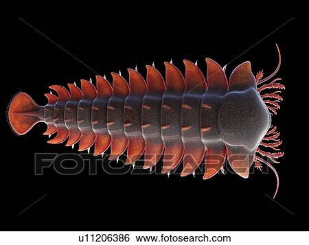 Stock Photograph - Sanctacaris marine arthropod, computer illustration.. Fotosearch