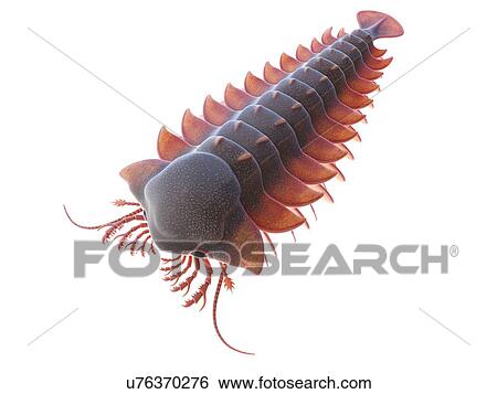 Stock Photograph - Sanctacaris marine arthropod, computer illustration.. Fotosearch