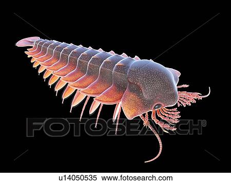 Stock Photography - Sanctacaris marine arthropod, computer illustration.. Fotosearch