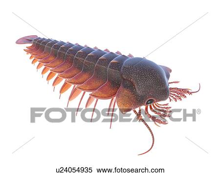 Sanctacaris marine arthropod, computer illustration. View Large Photo Image Stock Photography - Sanctacaris marine arthropod, computer illustration.. Fotosearch