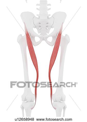 Sartorius muscle, computer illustration. View Large Photo Image Stock Photo - Sartorius muscle, computer illustration.. Fotosearch