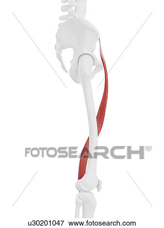 Stock Photo - Sartorius muscle, computer illustration.. Fotosearch