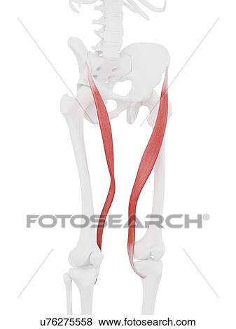 Stock Photo - Sartorius muscle, computer illustration.. Fotosearch