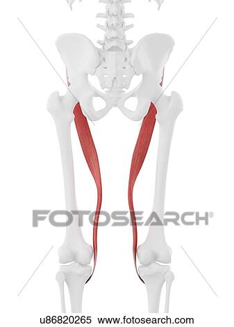 Stock Photography - Sartorius muscle, computer illustration.. Fotosearch