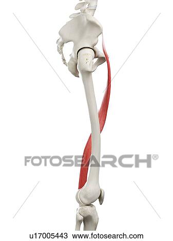 Stock Image - Sartorius muscle, illustration. Fotosearch