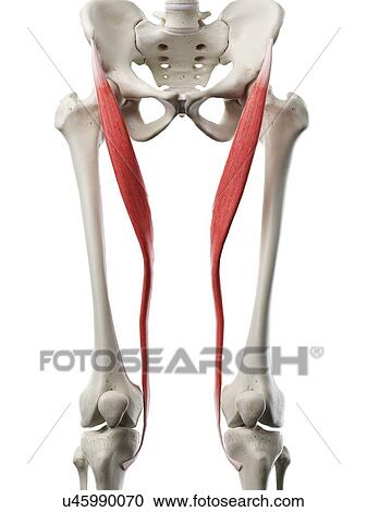 Stock Image - Sartorius muscle, illustration. Fotosearch