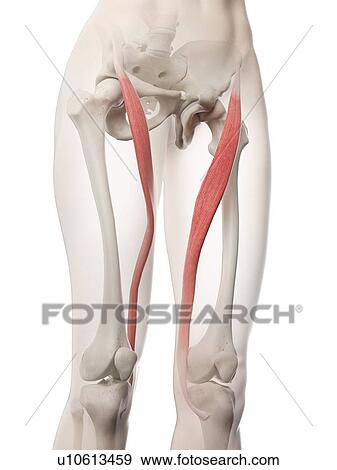 Stock Photo - Sartorius muscle, illustration. Fotosearch