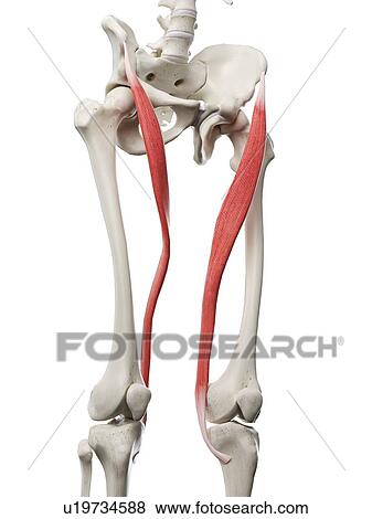 Stock Photo - Sartorius muscle, illustration. Fotosearch