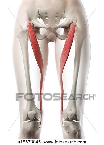 Stock Photography - Sartorius muscle, illustration. Fotosearch