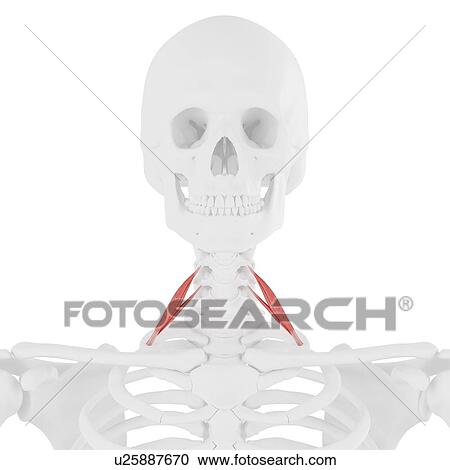 Stock Image - Scalene anterior muscle, computer illustration.. Fotosearch