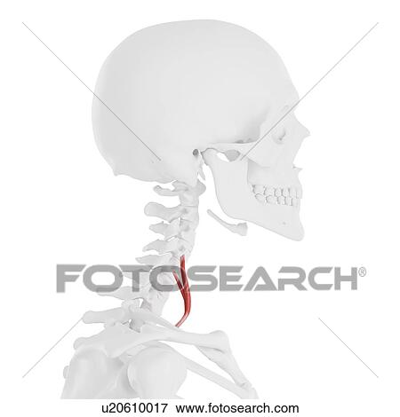 Stock Photo - Scalene anterior muscle, computer illustration.. Fotosearch