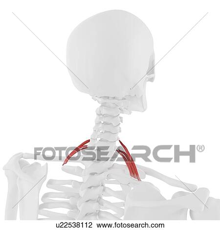 Scalene posterior muscle, computer illustration. View Large Photo Image Stock Image - Scalene posterior muscle, computer illustration.. Fotosearch