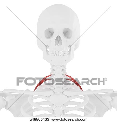 Scalene posterior muscle, computer illustration. View Large Photo Image Stock Image - Scalene posterior muscle, computer illustration.. Fotosearch