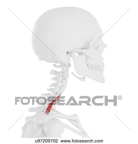 Stock Image - Scalene posterior muscle, computer illustration.. Fotosearch