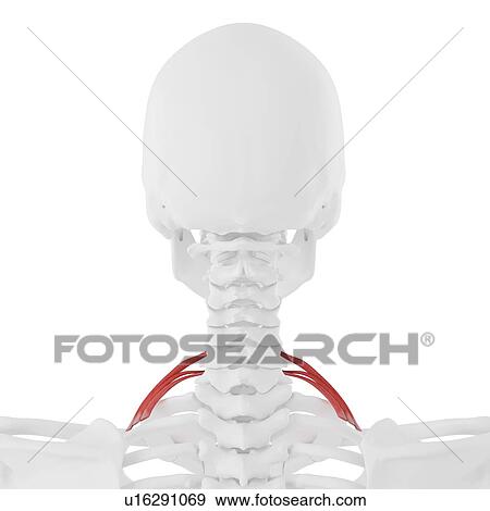 Stock Photo - Scalene posterior muscle, computer illustration.. Fotosearch