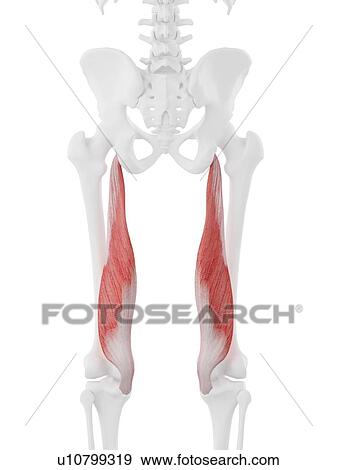 Stock Photo - Semimembranosus muscle, computer illustration.. Fotosearch