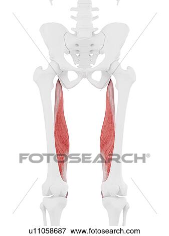 Semimembranosus muscle, computer illustration. View Large Photo Image Stock Photo - Semimembranosus muscle, computer illustration.. Fotosearch
