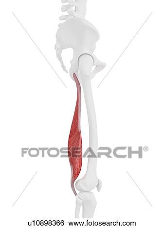 Semimembranosus muscle, computer illustration. View Large Photo Image Stock Photograph - Semimembranosus muscle, computer illustration.. Fotosearch