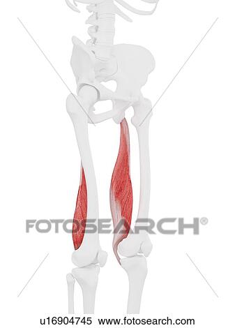 Stock Photography - Semimembranosus muscle, computer illustration.. Fotosearch