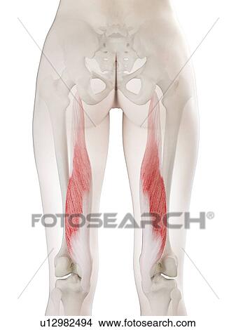 Picture - Semimembranosus muscle, illustration. Fotosearch
