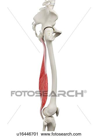 Semimembranosus muscle, illustration View Large Photo Image Stock Image - Semimembranosus muscle, illustration. Fotosearch