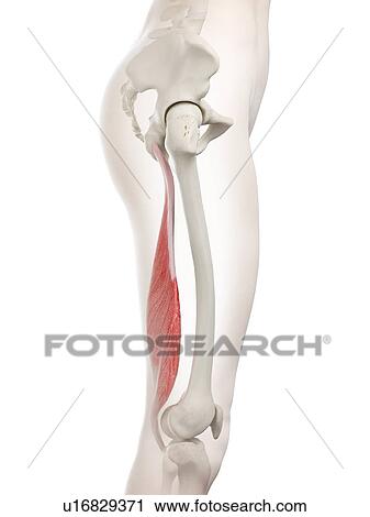 Semimembranosus muscle, illustration View Large Photo Image Stock Image - Semimembranosus muscle, illustration. Fotosearch