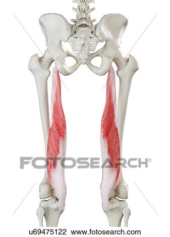 Stock Image - Semimembranosus muscle, illustration. Fotosearch