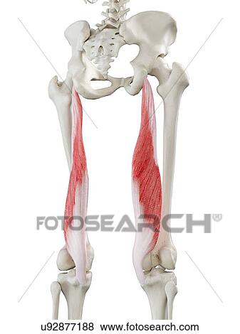 Stock Photo - Semimembranosus muscle, illustration. Fotosearch