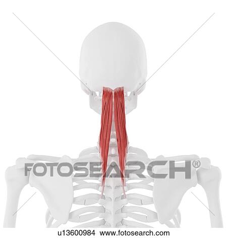 Semispinalis capitis muscle, computer illustration. View Large Photo Image Picture - Semispinalis capitis muscle, computer illustration.. Fotosearch