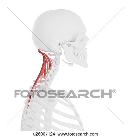 Picture - Semispinalis capitis muscle, computer illustration.. Fotosearch