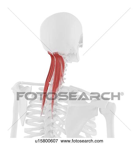 Semispinalis capitis muscle, computer illustration. View Large Photo Image Stock Photo - Semispinalis capitis muscle, computer illustration.. Fotosearch
