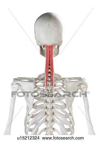Picture - Semispinalis capitis muscle, illustration. Fotosearch