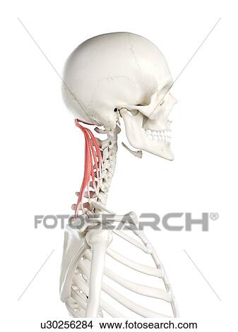 Picture - Semispinalis capitis muscle, illustration. Fotosearch