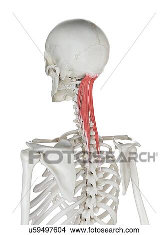 Semispinalis capitis muscle, illustration View Large Photo Image Picture - Semispinalis capitis muscle, illustration. Fotosearch