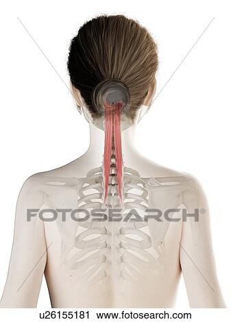 Stock Image - Semispinalis capitis muscle, illustration. Fotosearch